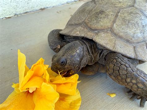 Captive Desert Tortoise Guidance - Desert Tortoise Council