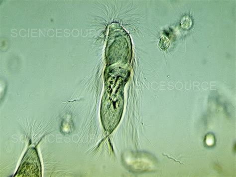 Trichonympha Under Microscope