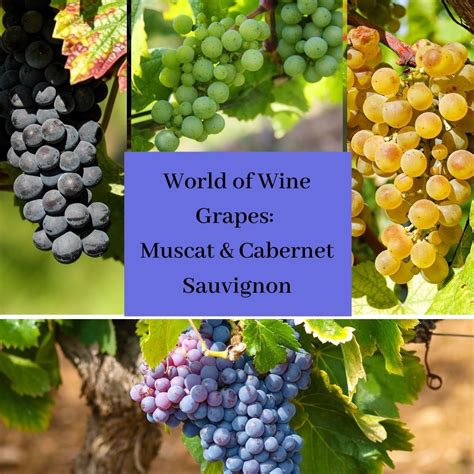 World of Wine Grapes: Muscat & Cabernet Sauvignon : Manchester Wine ...