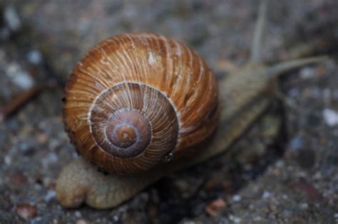 Snails & Their Shells: Everything You Need to Know