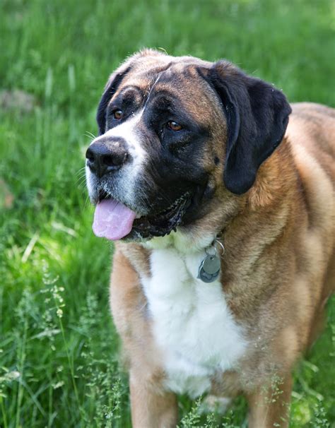 Shelter Dogs of Portland: "HAZEL" wonderful St Bernard/mastiff mix