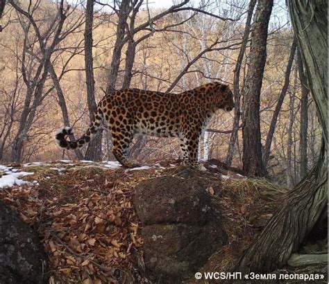 amur leopard Archives | WildCats Conservation Alliance