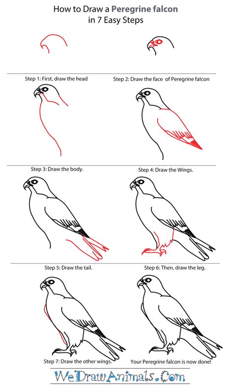 Falcon Images: Peregrine Falcon Drawing For Beginners