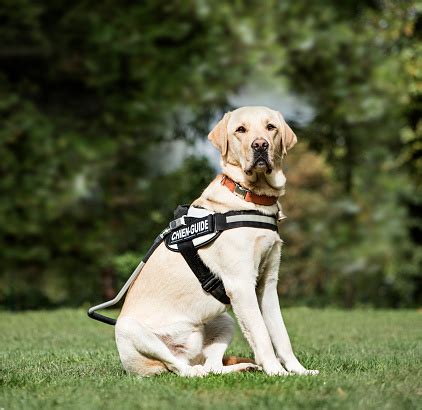 Guide Dog Labrador Retriever 2 Years Old In Park Stock Photo - Download ...