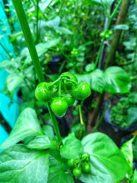 A Vegetable Called Leunca by Local Indonesian People Stock Image - Image of called, wallpapee ...