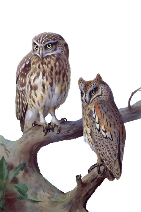 Owl Watercolor Painting Clipart Free Stock Photo - Public Domain Pictures