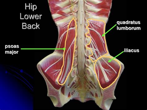 Name Of Lower Back To Hip Muscles : Stretch Hip Flexors to Fix Tilted Pelvis | Get Correct ...