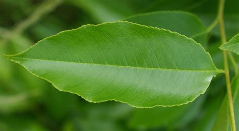 Späte Traubenkirsche Prunus serotina Beschreibung Steckbrief Systematik