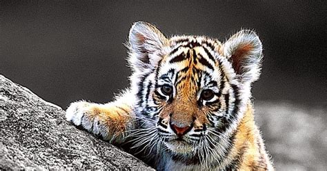 Cute Tiger Cub Hd Wallpaper | All Wallpapers Desktop