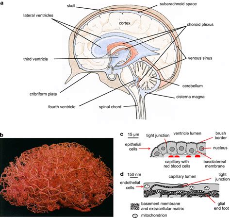 Choroid Plexus Anatomy