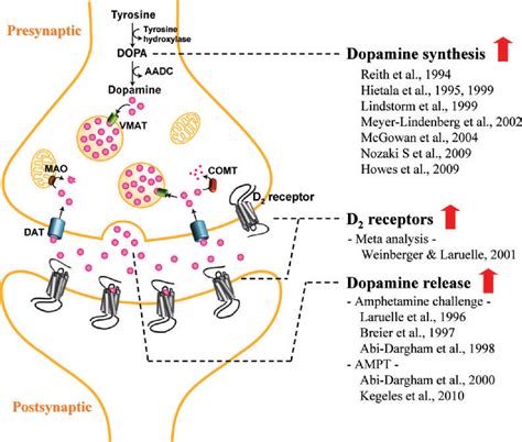 Schizophrenia Dopamine Receptors