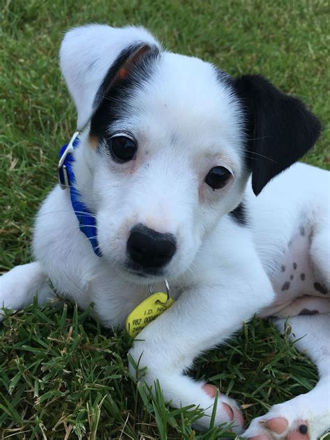 Terrier mix puppy | Terrier puppies, Puppies, Cute puppies