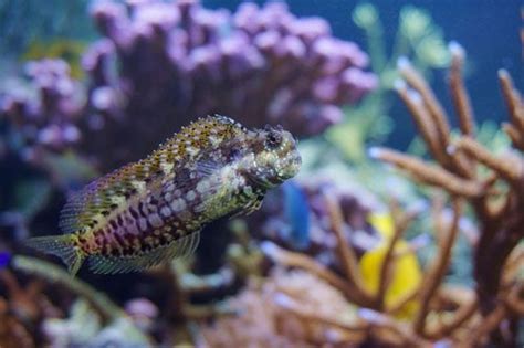 Lawnmower Blenny: Care Guide, Breeding, Tank Size & Disease