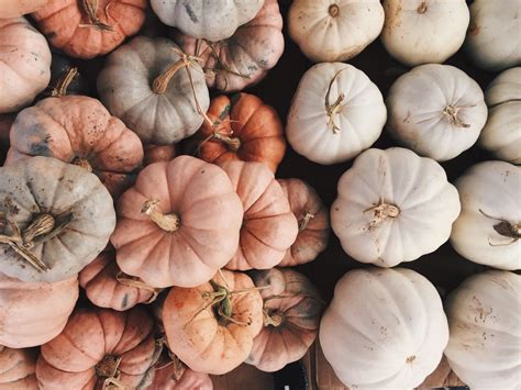 almondblossomgallery | Autumn aesthetic, Pumpkin, Seasons