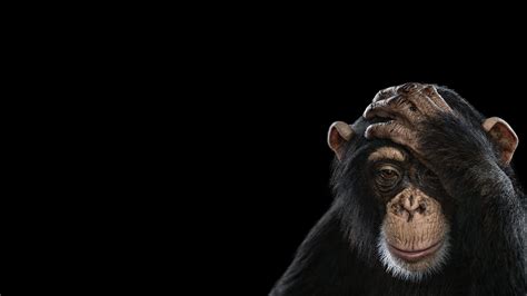 Black Monkey Wallpapers - Top Free Black Monkey Backgrounds ...