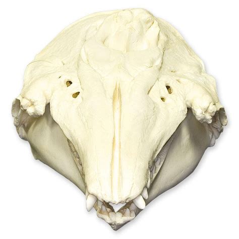 Replica Beluga Whale Skull — Skulls Unlimited International, Inc.