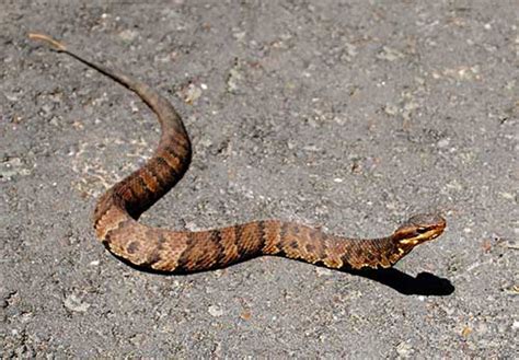 How To Identify A Water Moccasin (Cottonmouth Snakes) - National Wildlife Council