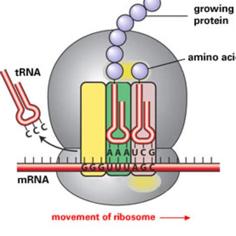 Unit 5: Ribosomes and Protein Synthesis Tutorial | Sophia Learning