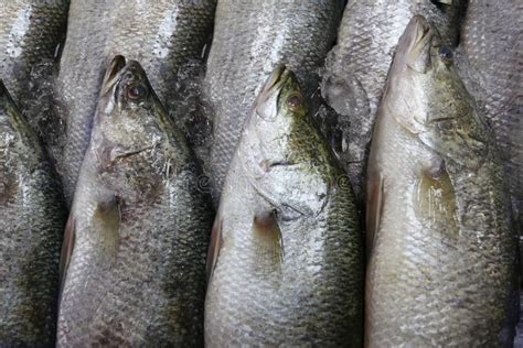 Fresh White Sea Bass Fish or Asian Seabass in the Market Stock Photo ...