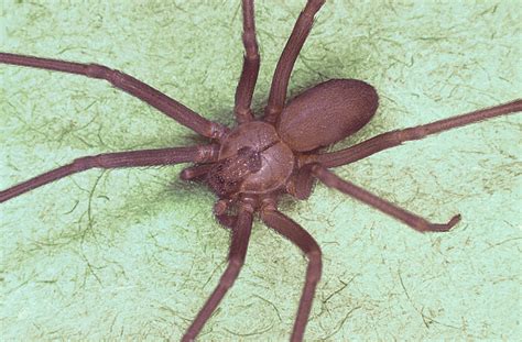 Literrata: False CA Brown Recluse Spiders