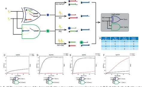 Figure 6 from Half adder and half subtractor logic gates based on nicking enzymes | Semantic Scholar