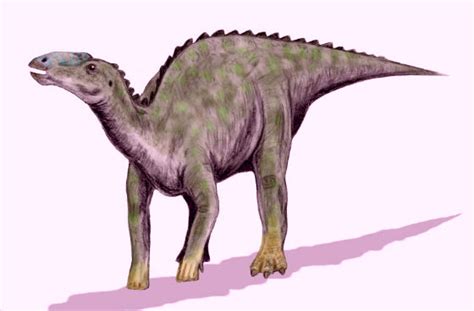 Kritosaurus Dinosaur, facts | information - Kritosaurus challengeri