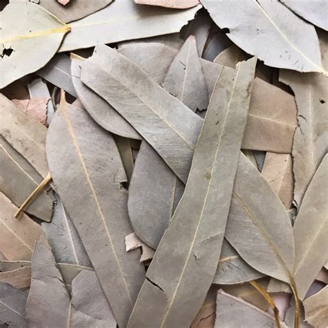 Dried Eucalyptus Leaves - Ethically Sourced