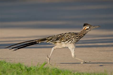 Details : Greater Roadrunner - BirdGuides