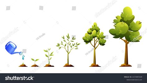 Tree Growth Development Stages Cartoon Illustration Stock Vector (Royalty Free) 2173097229 ...