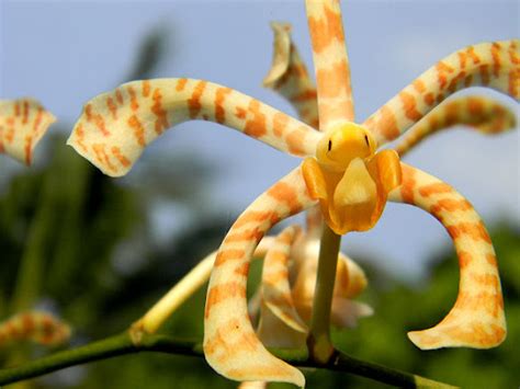 spider orchid, scorpion orchid | Project Noah