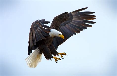 Soaring Into Symbolic Eagle Meaning on Whats-Your-Sign