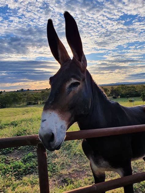 American mammoth donkey to start mule breeding programme in Australia