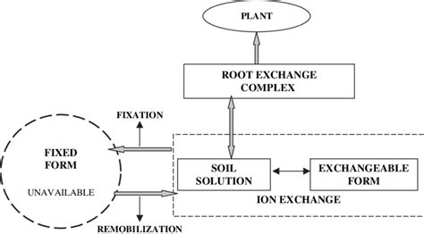 A conceptual scheme of processes responsible for the radionuclide ...