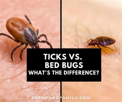 Bed Bugs Vs. Ticks Side By Side: Similarities and Differences (Photos)