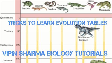 Animal Evolution Chart