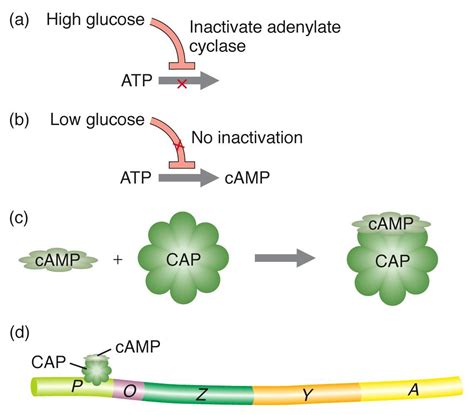 Dual Positive and Negative control