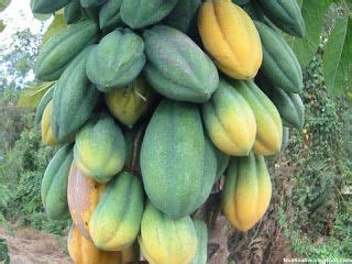 Babaco fruit images wallpaper | Fruits images, Fruit names, Fruits name list