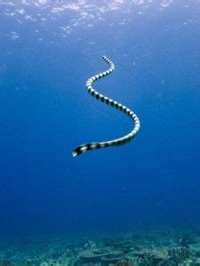 Sea Snakes | Hydrophiinae | Marine Life Guide