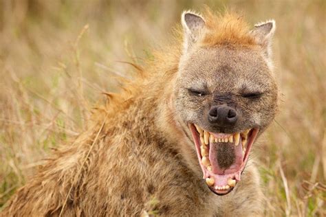 Do Hyena Really Laugh? Hyena Laughing Sounds Included