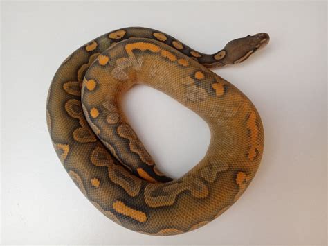 Calico Cinnamon Orange Ghost - Morph List - World of Ball Pythons Boa Constrictor, Ball Python ...