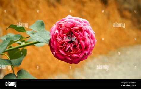 Pink rose bush Stock Photo - Alamy