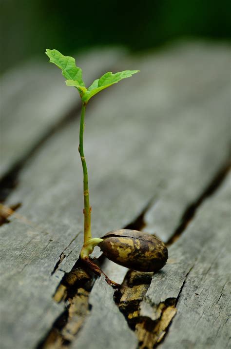 Revealing how plants branch out to access water ! | Indian Bureaucracy ...