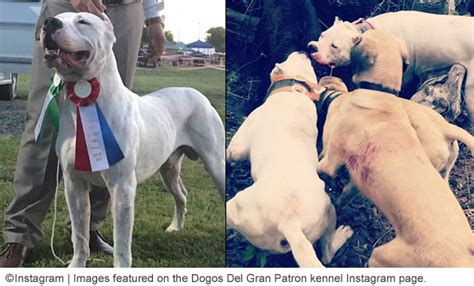 2018 Dog Bite Fatality: Back-to-Back Dogo Argentino Attacks, One Fatal ...