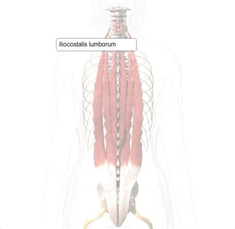 Iliocostalis Lumborum Anatomy, Function & Diagram | Body Maps | Body map, Function diagram ...