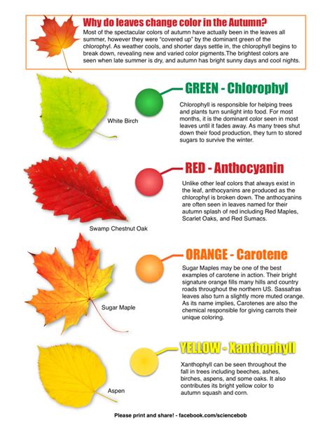 Why Do Leaves Change Color In The Fall? - ScienceBob.com