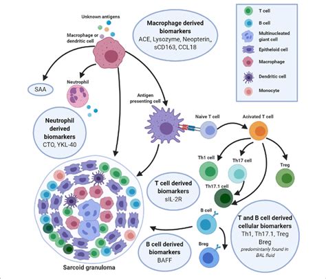 | An integrated overview of serum and bronchoalveolar lavage fluid... | Download Scientific Diagram