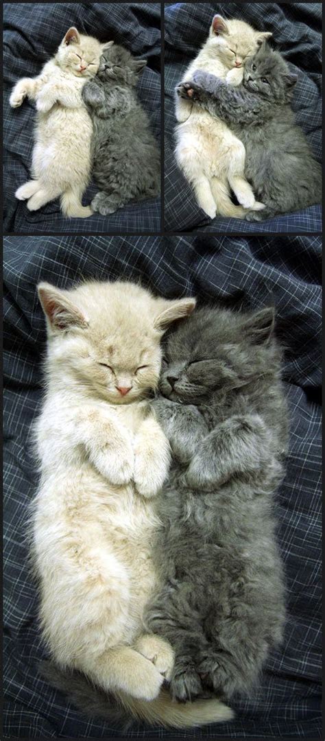 Cuddling Cats Pictures, Photos, and Images for Facebook, Tumblr ...