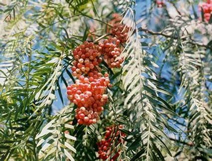 Tal Fruit Tree | Fruit Trees