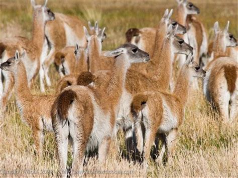 Wildlife Holidays in Chile for 2024/25 - Naturetrek