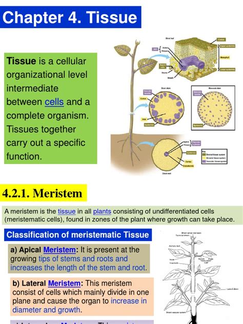 1. Meristem | Plant Stem | Tissue (Biology)